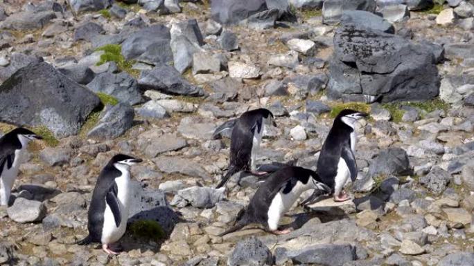 一堆石头里有几只企鹅。他们正向大海跳跃。