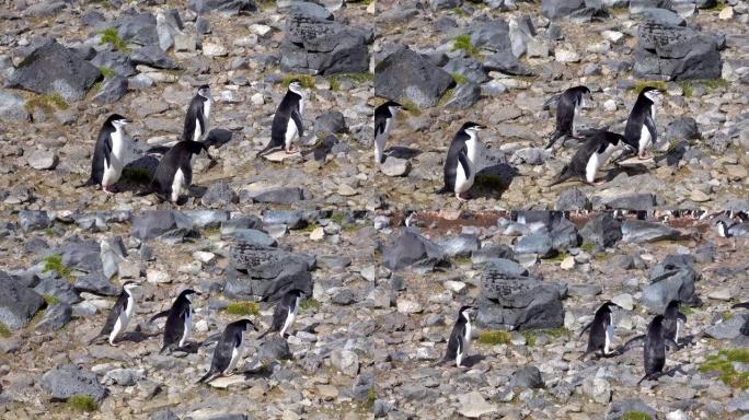 一堆石头里有几只企鹅。他们正向大海跳跃。