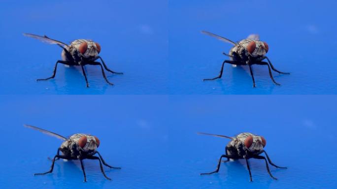 非常近距离地观察了cyclsustipha亚目中的家蝇 (家蝇) 的宏观摄影和蓝色背景上的镜头。
