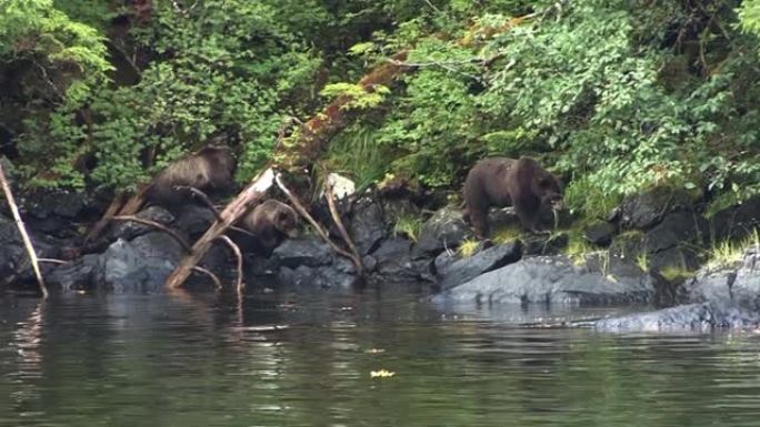 黑熊和两只幼崽在阿拉斯加河岸的岩石上行走。