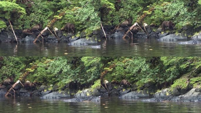 黑熊和两只幼崽在阿拉斯加河岸的岩石上行走。