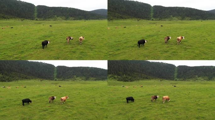 奶牛在草地上放牧