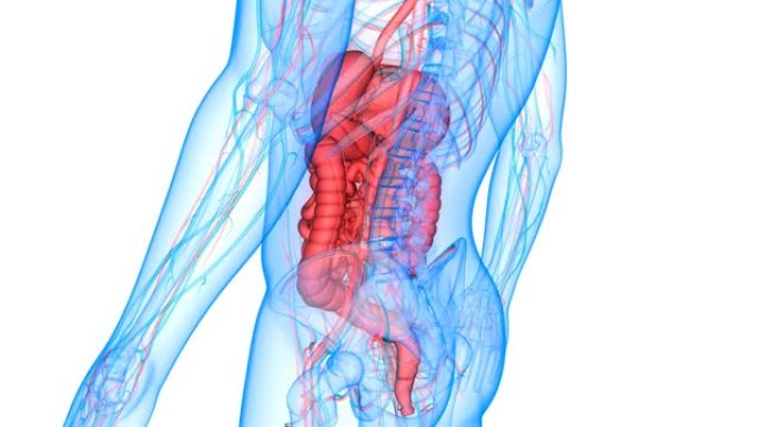 人体消化系统解剖动画概念