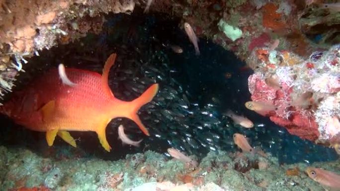红海栖息在马尔代夫水下清澈的海底寻找食物。