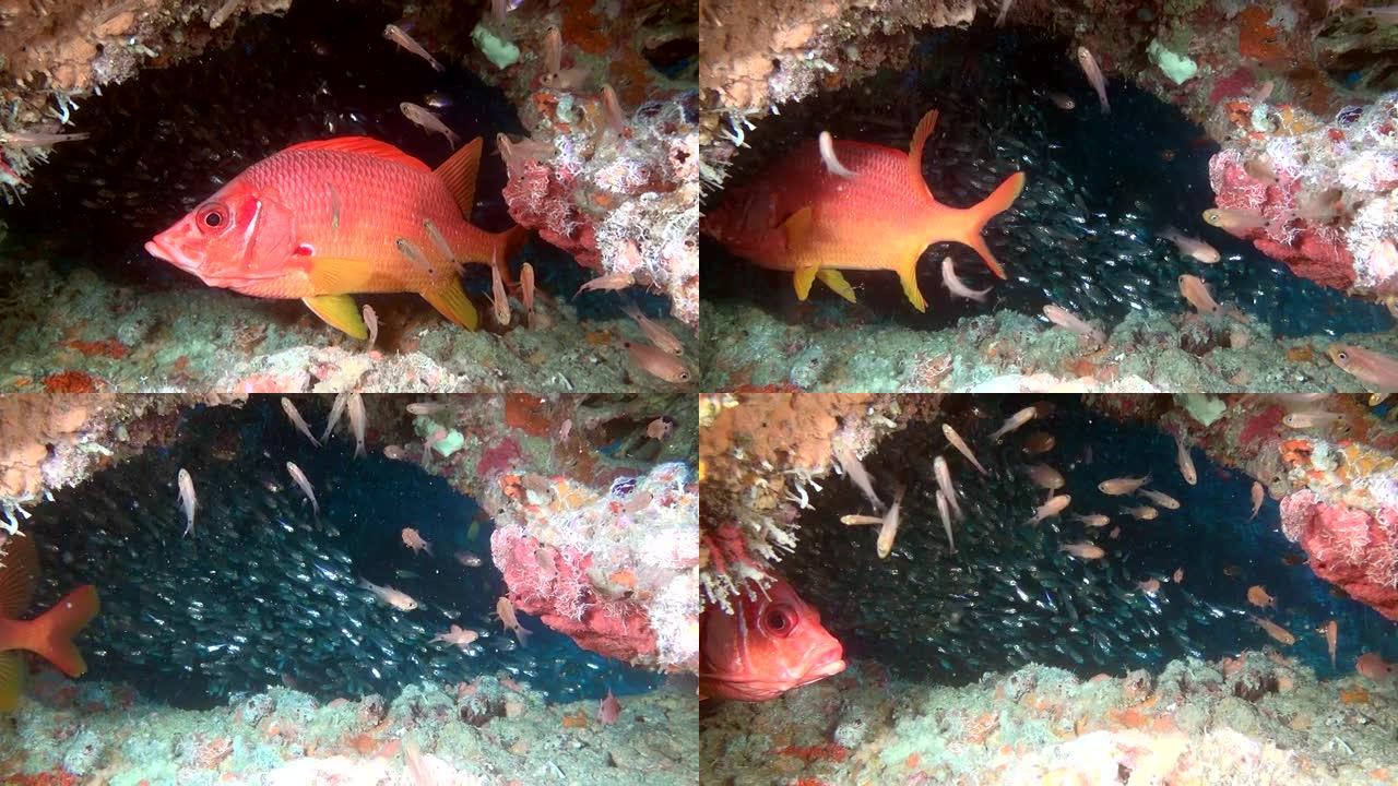 红海栖息在马尔代夫水下清澈的海底寻找食物。