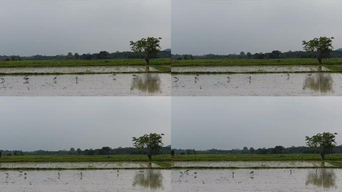 雨中稻田里的鸟