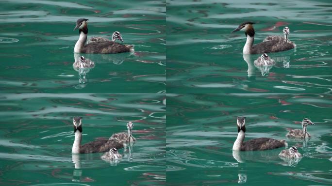 法国阿讷西湖 (Podiceps cristatus)，有幼鱼的大凤头