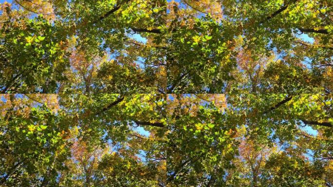 从五颜六色的树冠上飞落的秋叶剪辑