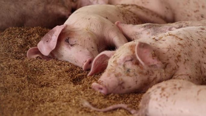 猪在有机养猪场睡觉。地板是由稻壳制成的。养猪场有机畜牧业农村农业