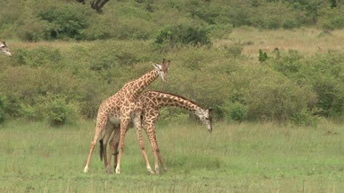 长颈鹿用它们的长脖子打架
