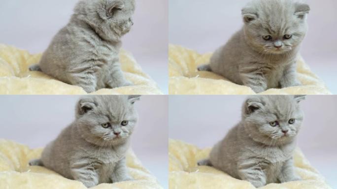 一只垂耳的英国小猫躺在毯子上，准备睡觉。特写。