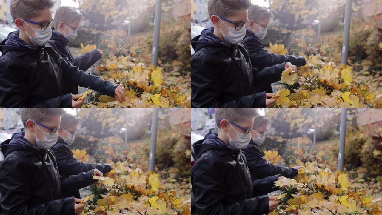 两个男孩从树篱上捡起秋叶