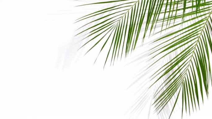 白色背景上带有阴影的热带棕榈叶的运动