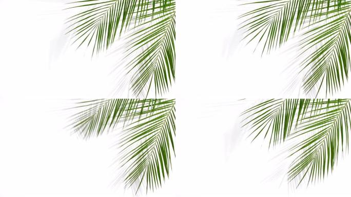 白色背景上带有阴影的热带棕榈叶的运动