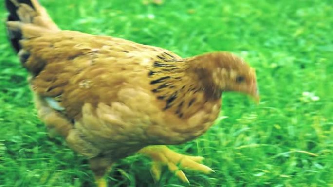 村子里的鸡。棕色鸡在绿草上行走寻找食物。