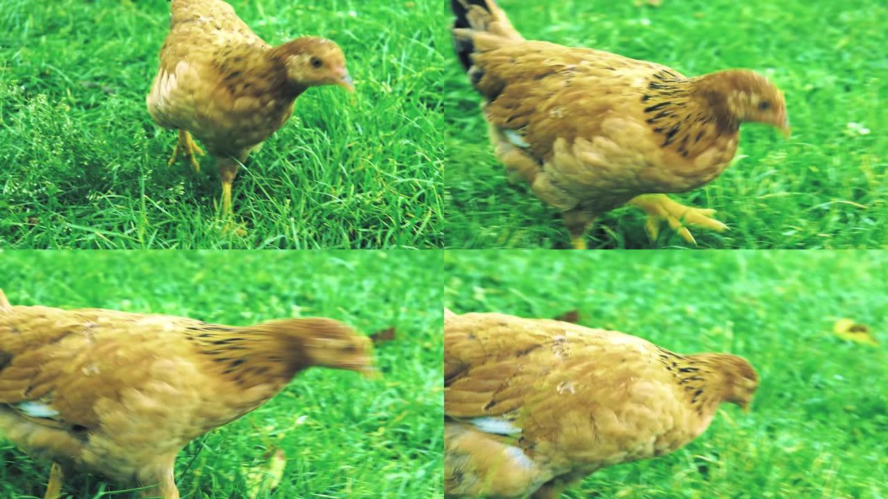 村子里的鸡。棕色鸡在绿草上行走寻找食物。