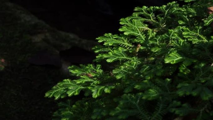 卷柏属。热带雨林中的蕨类植物