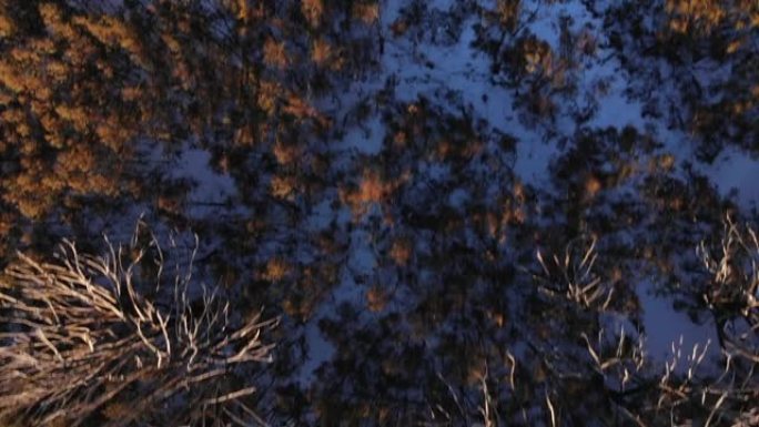 在丛林大火肆虐之后，自上而下的鸟瞰图俯瞰着充满枯树的澳大利亚森林