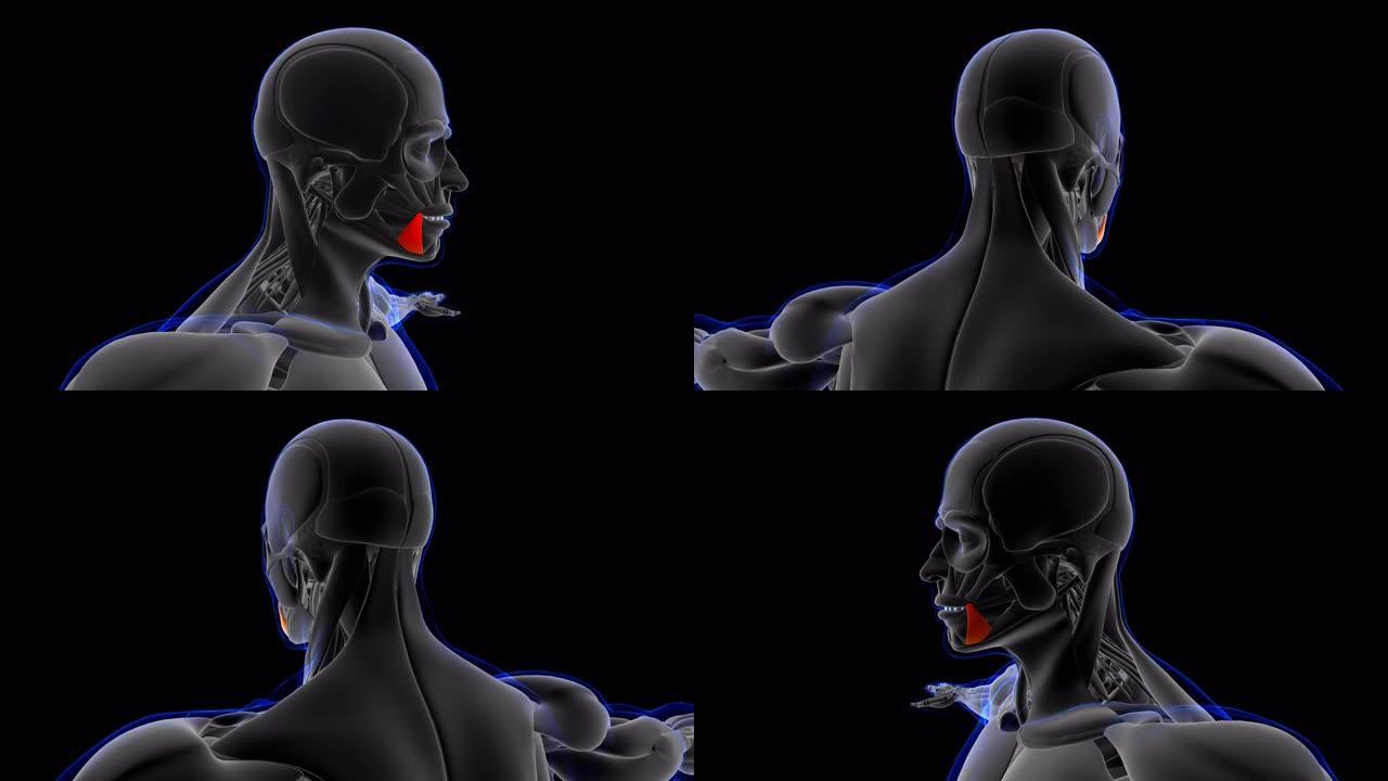 抑郁症患者的肌肉解剖医学概念循环3D插图