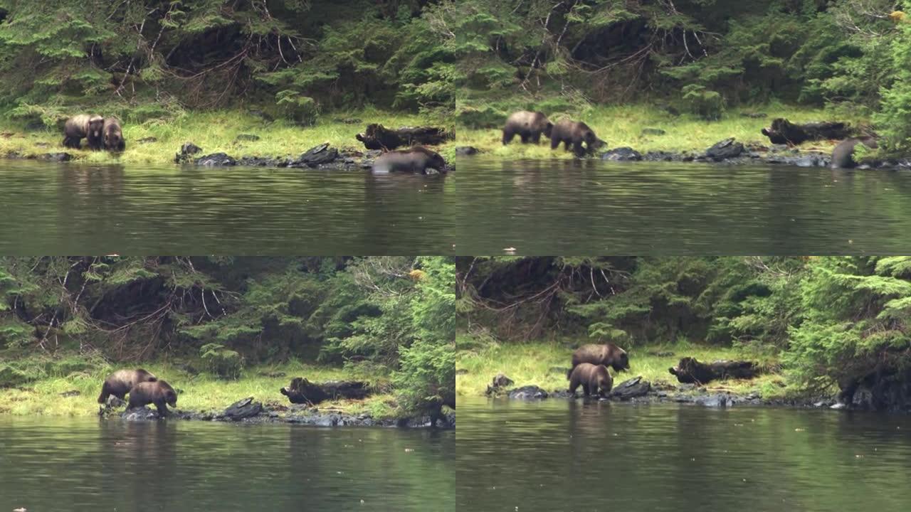 黑熊一家走在阿拉斯加的河岸上。