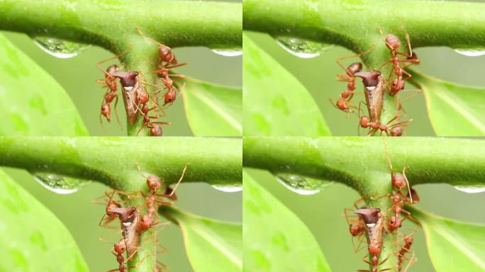 红蚂蚁在大自然的绿叶上行走。