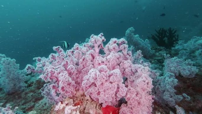 多刺的翡翠软珊瑚花园海底荒野