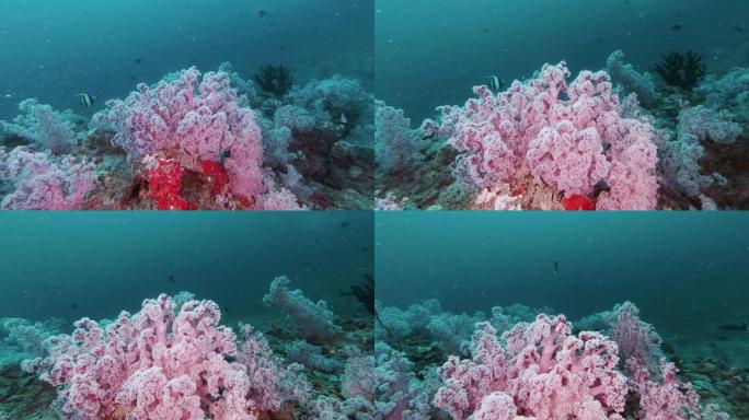 多刺的翡翠软珊瑚花园海底荒野