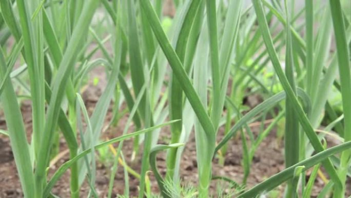 大蒜在春天生长在地下，关闭。菜园里有机种植大蒜种植园。