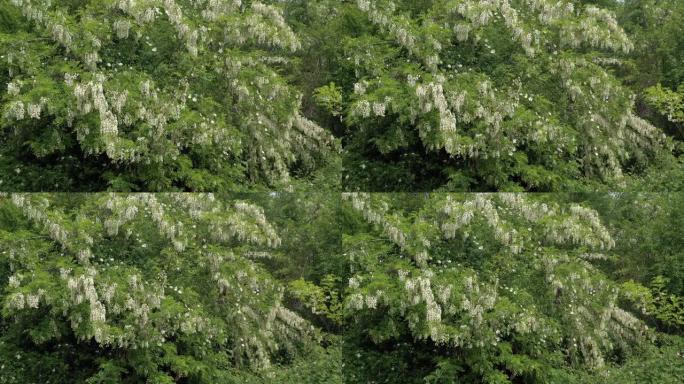 早春4k无人机拍摄的刺槐树