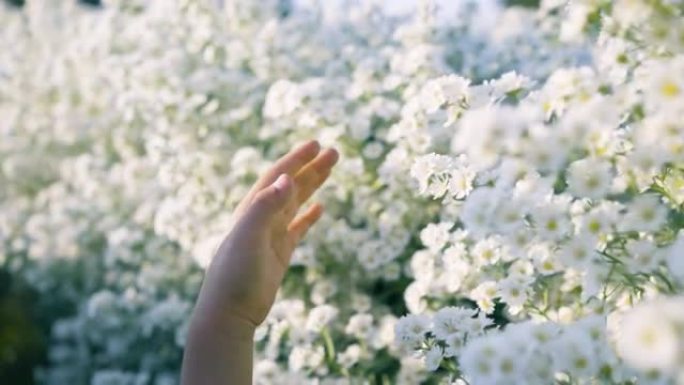 慢动作。女孩手触摸白花的花朵。