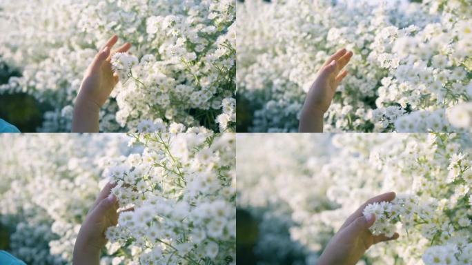 慢动作。女孩手触摸白花的花朵。