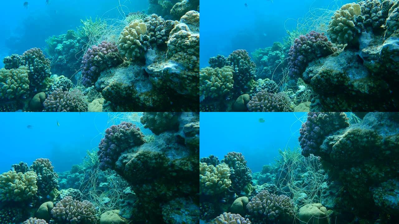 垂悬在珊瑚上的钓鱼线。丢失的钓鱼线挂在珊瑚礁的水下。幽灵渔具问题-任何被遗弃、丢失或以其他方式丢弃的