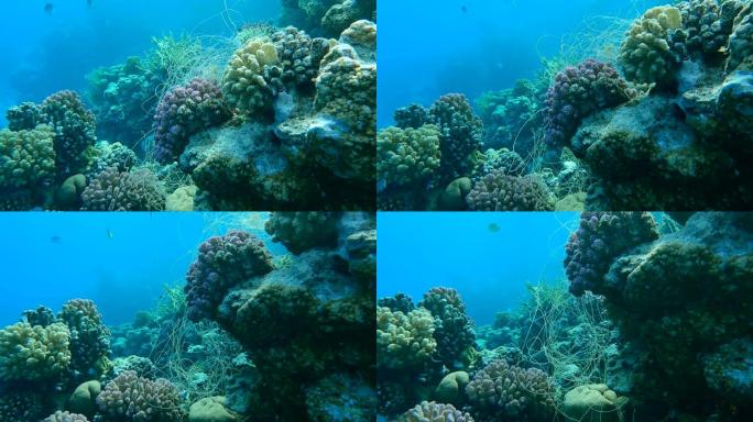 垂悬在珊瑚上的钓鱼线。丢失的钓鱼线挂在珊瑚礁的水下。幽灵渔具问题-任何被遗弃、丢失或以其他方式丢弃的