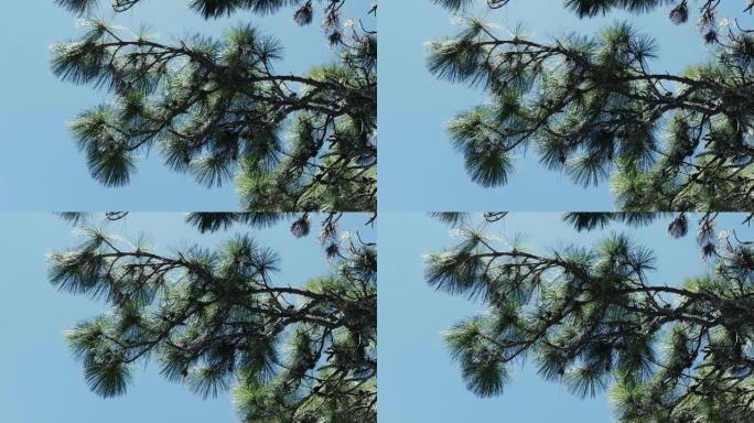 蓬松的绿色别针树枝在风中摇曳，逆天飘扬。4k镜头