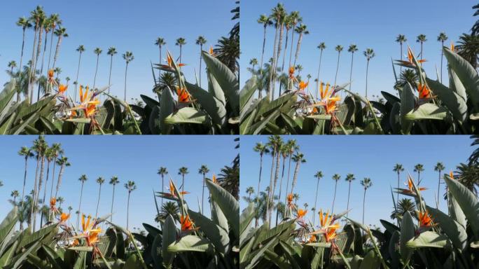 美国加利福尼亚州洛杉矶的棕榈树。太平洋上圣莫尼卡和威尼斯海滩的夏季美学。天堂鸟花。好莱坞比佛利山庄的