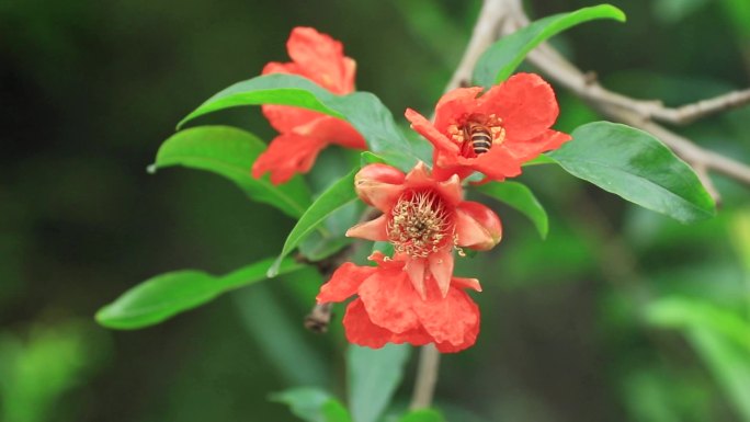 蜜蜂采蜜红石榴花石榴树红色花朵