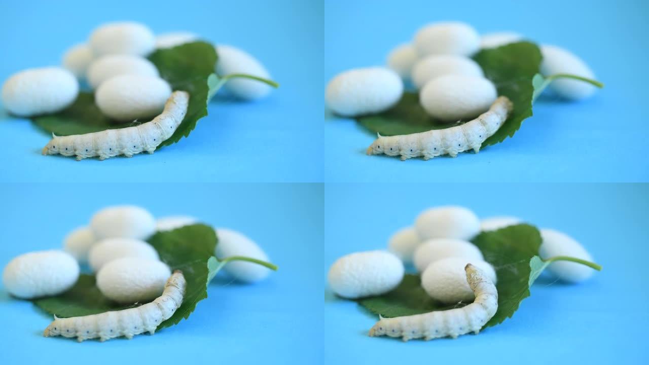 桑叶上的蚕和蚕cocoons