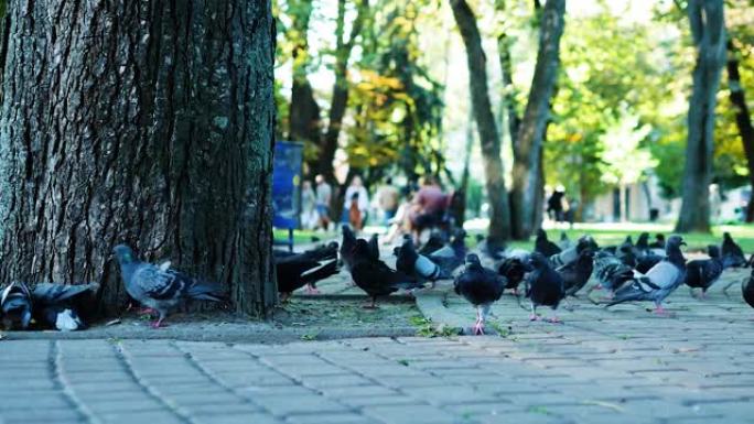 公园里的一群鸽子在公共场所，鸽子在地上行走