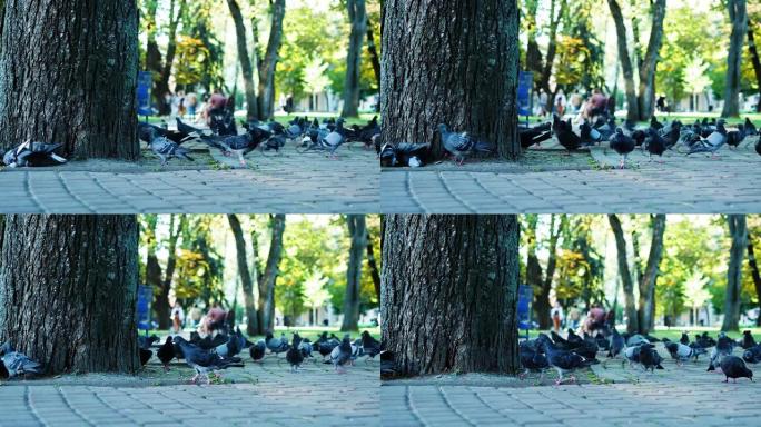 公园里的一群鸽子在公共场所，鸽子在地上行走