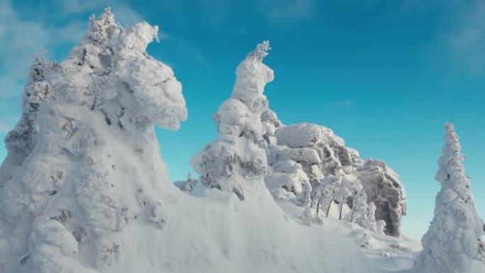 阳光明媚的冬季风景与雪树