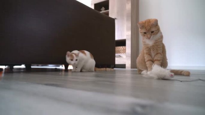 4k视频。姜黄色小猫猫走在地板上。玩和跳猫。长发姜小猫在家玩耍。可爱的有趣的家庭宠物。家畜和幼猫