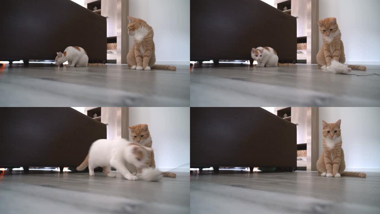 4k视频。姜黄色小猫猫走在地板上。玩和跳猫。长发姜小猫在家玩耍。可爱的有趣的家庭宠物。家畜和幼猫