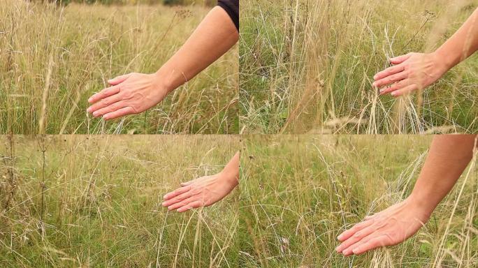 女孩走过草地，日出时她的手碰到田野里的草。早晨的秋天自然。
