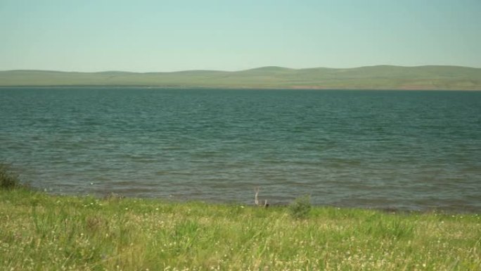 美丽的湖泊，丘陵海岸。阳光明媚的夏日。Khakassia的Shira湖有矿物质，略带盐水。湖水具有治