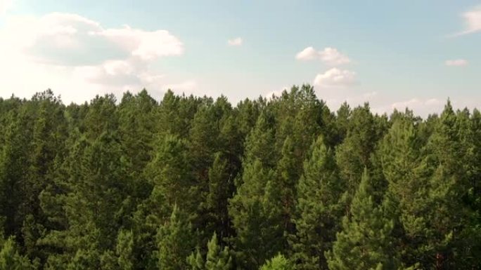 无人机低空飞过森林和针叶树周围。