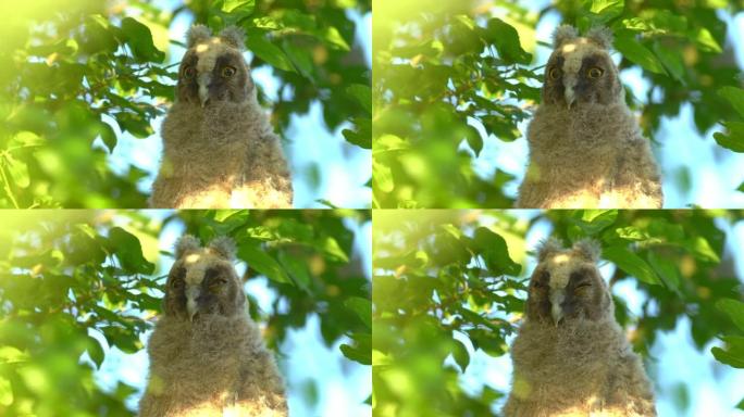 长耳猫头鹰 (Asio otus) 小鸡坐在树冠深处的密树枝上入睡的特写视频。自然栖息地背景下鸟类的