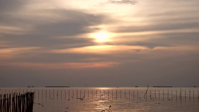 海鸥飞得很漂亮，后面是夕阳。泰国邦波美丽的自然景观，4K