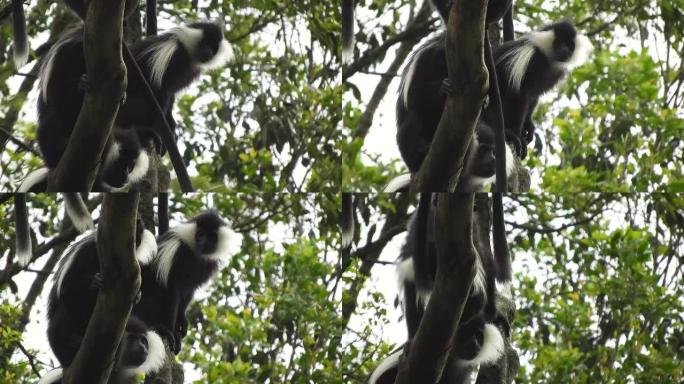 非洲雨林树木上的自然环境中的黑白疣猴和科洛比猴