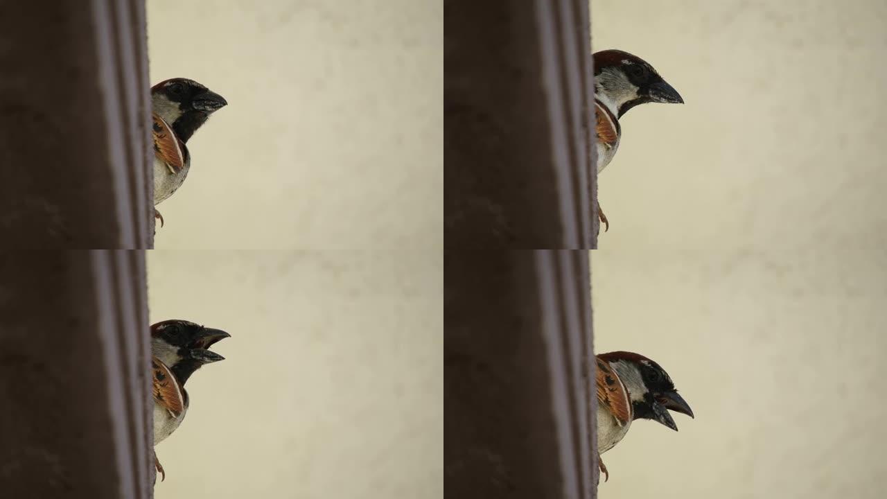 建筑物屋顶上的麻雀鸟，特写，麻雀鸟的头，