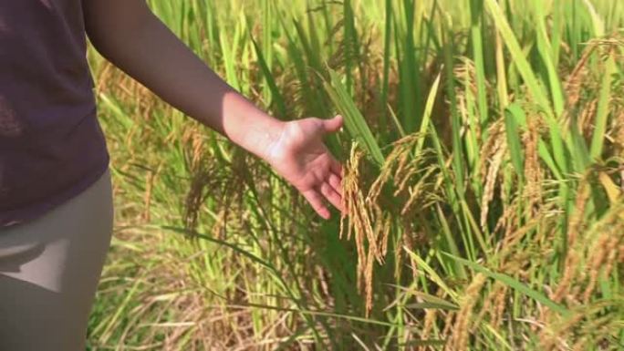 慢动作视图: 美丽的亚洲女人手走过稻田，夏天在北方著名的目的地作为当地人在阳光下旅行。时间概念的农业